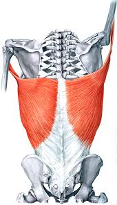 <p>Extension, adduction and medial rotation of the humerus; depression of the scapula</p>