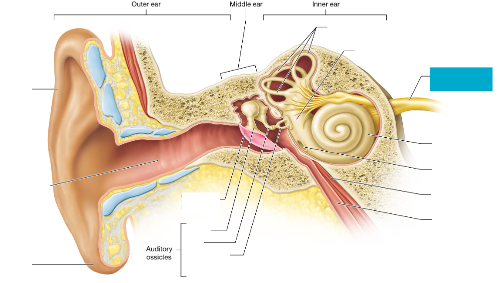<p>Nerve that carries hearing and balance information from the inner ear to the brain</p>