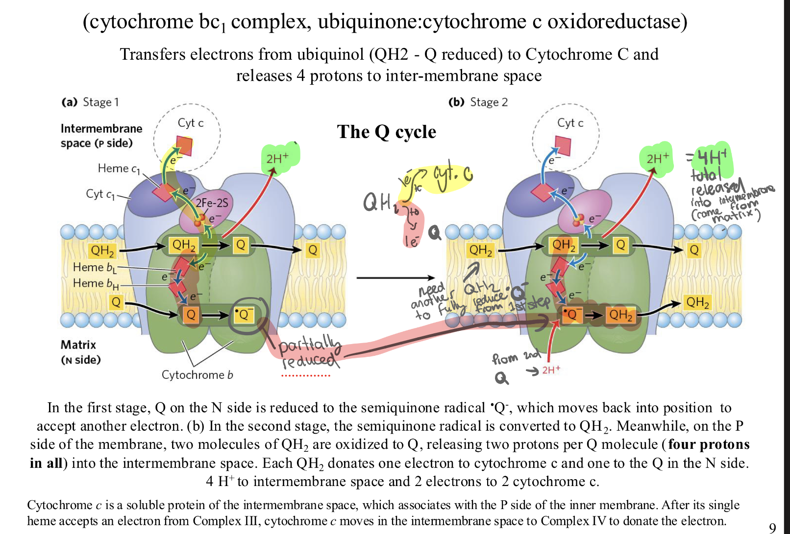 <p>WHY—> <strong>Ubiquinol (<span>QH2)</span></strong><span> carries </span><strong>two</strong><span> electrons, but </span><strong>Cytochrome c</strong><span> is a "one-seater"—it can only take </span><strong>one</strong><span> electron at a time. To fix this, Complex III splits the pair of electrons.</span></p><p><strong>Stage 1: The First Handoff</strong></p><p>One <span>QH2 </span>molecule (enters Complex III.</p><p><strong><span>Electron 1 (The "Up" Path):</span></strong><span> Goes through an Iron-Sulphur center (2Fe-2S) and Cytochrome c1 to </span><strong><span>Cytochrome c</span></strong><span>. This electron is now on its way to Complex IV.</span></p><p><strong><span>Electron 2 (The "Down" Path):</span></strong><span> Goes through Heme 𝑏𝐿 and Heme bH to an empty </span><strong><span>Q</span></strong><span>molecule waiting at the bottom.</span></p><p><strong><span>The Result:</span></strong><span> The waiting Q becomes a </span><strong><span>Semiquinone Radical ⋅Q−</span></strong></p><p><strong><span>Protons:</span></strong><span> </span><strong><span>2H+ </span></strong><span>pumpled into the intermembrane space (P-side).</span></p><p><strong>Stage 2: Completing the Circuit</strong></p><p>A <strong>second QH2 </strong>molecule enters the complex.</p><ul><li><p><strong><span>Electron 1 (The "Up" Path):</span></strong><span> Goes to a second </span><strong><span>Cytochrome c</span></strong><span>.</span></p></li></ul><p><strong><span>Electron 2 (The "Down" Path):</span></strong><span> Goes down to that "half-full" </span><strong><span>Semiquinone ⋅Q−</span></strong></p><p><strong><span>The Recycling:</span></strong><span> That Semiquinone picks up 2 H+ from the Matrix (N-side) and becomes a second QH2</span></p><p><strong><span>Protons:</span></strong><span> Another </span><strong><span>2 H+ pumped</span></strong><span> out into the intermembrane space.</span></p><p></p><p><span>OR : </span><strong><u>Stage 1 (The Left Side of your Image)</u></strong></p><p><span>A (Ubiquinol) swims up to the top (the </span><strong><span>P-side</span></strong><span>).</span></p><ol><li><p><span>Complex III "strips" its 2 electrons.</span></p></li></ol><p><strong><span>The Drop-off:</span></strong><span> The 2 protons that were holding onto those electrons are now "homeless." They fall off into the </span><strong><span>Intermembrane space</span></strong><span>. (Look at the first </span><strong><span>2H+</span></strong><span> in the green box).</span></p><ol><li><p><strong><span>The "Parking":</span></strong><span> One electron goes to </span><strong><span>Cytochrome c</span></strong><span>, but the other electron goes to a waiting </span><strong><span>Q</span></strong><span> at the bottom (</span><strong><span>N-side</span></strong><span>).</span></p></li></ol><p><strong><u>Stage 2 (The Right Side of your Image)</u></strong></p><p><span>A </span><strong><span>second QH2 </span></strong><span>swims up to the top (the </span><strong><span>P-side</span></strong><span>).</span></p><ol><li><p><span>Again, it is "stripped" of its electrons.</span></p></li></ol><p><strong><span>The Drop-off:</span></strong><span> Its 2 protons also fall off into the </span><strong><span>Intermembrane space</span></strong><span>. (Look at the second </span><strong><span>2H+</span></strong><span> in the green box).</span></p><ol><li><p><strong><span>The Pickup:</span></strong><span> One electron goes to </span><strong><span>Cytochrome c</span></strong><span>, and the other goes down to that "parked" electron from Stage 1.</span></p></li></ol><p><strong><span>The Refill:</span></strong><span> Now that the "parked" spot has two electrons again, it grabs </span><strong><span>2 new protons from the Matrix</span></strong><span> to become a full QH2 again</span></p><p><strong><u>The Final "Proton Math" (The Green Box at the top right)</u></strong></p><p>Look at the green math at the top right of your slide:</p><p><strong><span>Released (at the top):</span></strong><span> 4 protons total were dumped into the Intermembrane space because </span><strong><span>two QH2 </span></strong><span>"backpacks" were opened at the top.</span></p><p><strong><span>Taken (at the bottom):</span></strong><span> 2 protons were sucked out of the Matrix to "re-fill" the recycled QH2</span></p>
