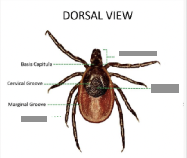 <p>What is the area of anatomy in the bottom left?</p>