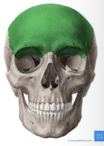<p>In the anterosuperior area of the skull</p>