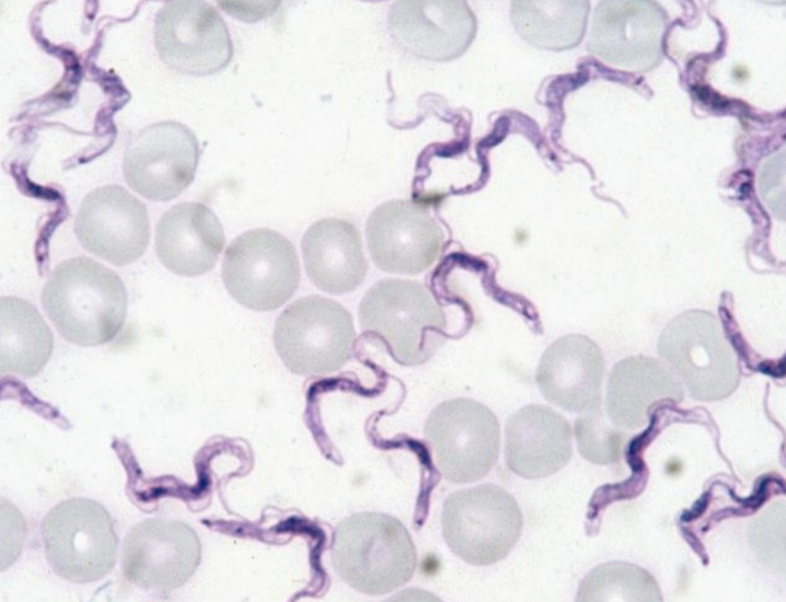 <p>What protist is this?</p>