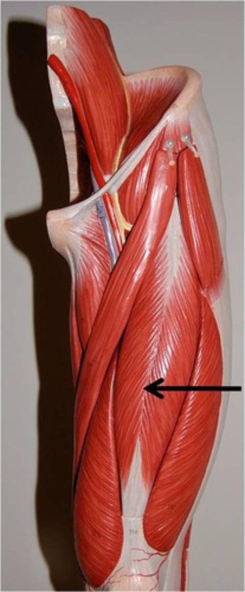 <p>Flex hip/Extend knee</p><p>O: AIIS</p><p>I: patella/tibial tuberosity</p>