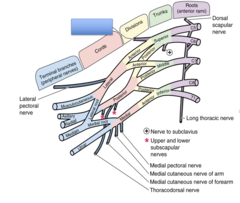 <p>Identify the structure</p>