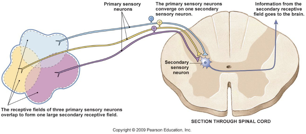 <p><strong>Receptive Fields</strong></p><ul><li><p>region where sensory info is gathered by a single sensory neuron</p></li><li><p>two-point discrimination test</p></li></ul><p><strong>Sensory unit</strong>: sensory neuron and all of its receptors → parallels motor units</p><ul><li><p>larger receptive fields = less sensitive area</p></li></ul><p></p>