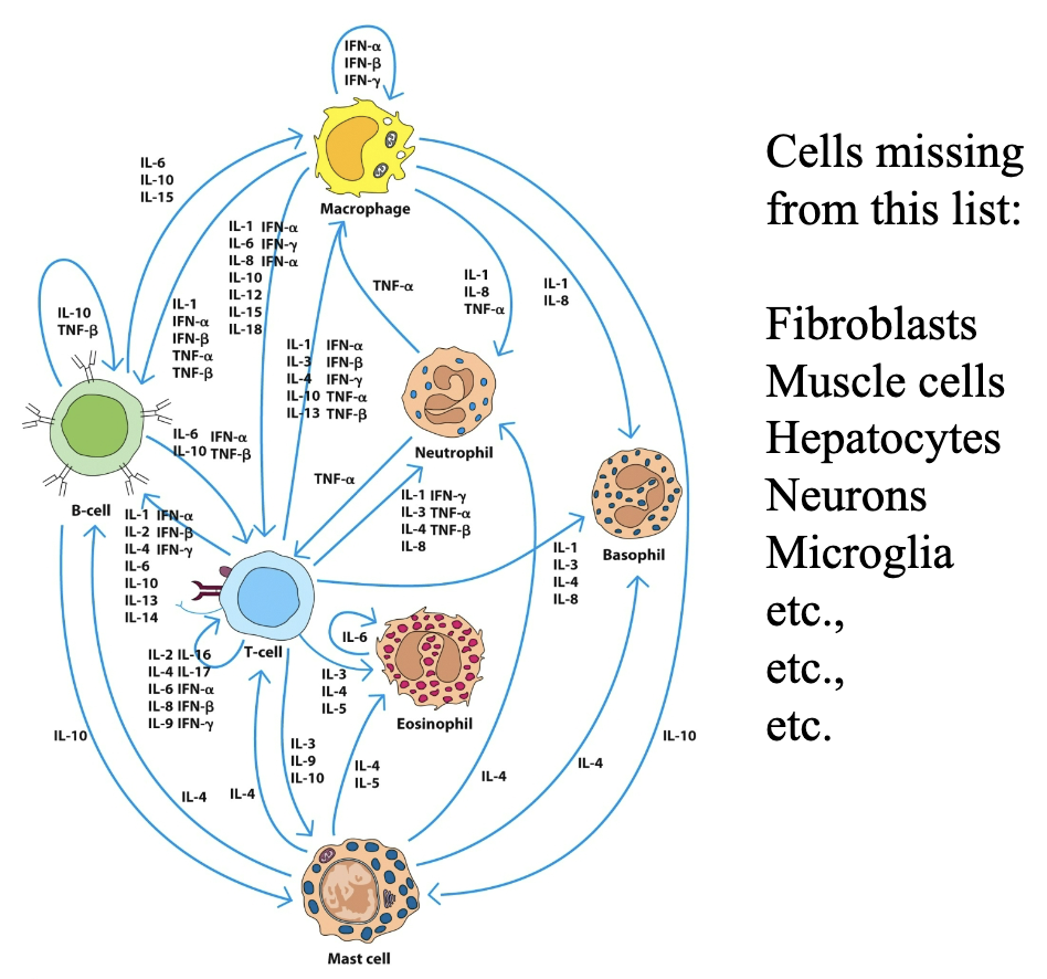 <p>_:</p><ul><li><p>Small signaling proteins secreted by immune and non-immune cells that act as essential chemical messengers to regulate inflammation, immune responses, and cell communication. </p></li><li><p>Major classes include interleukins (ILs), interferons (IFNs), tumor necrosis factors (TNFs), chemokines, and colony-stimulating factors (CSFs).</p></li></ul><p></p>