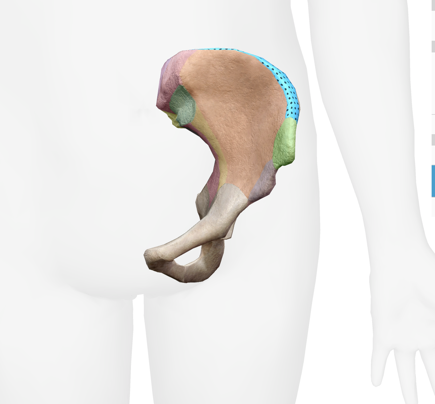 <p>What is this part of the ilium</p>