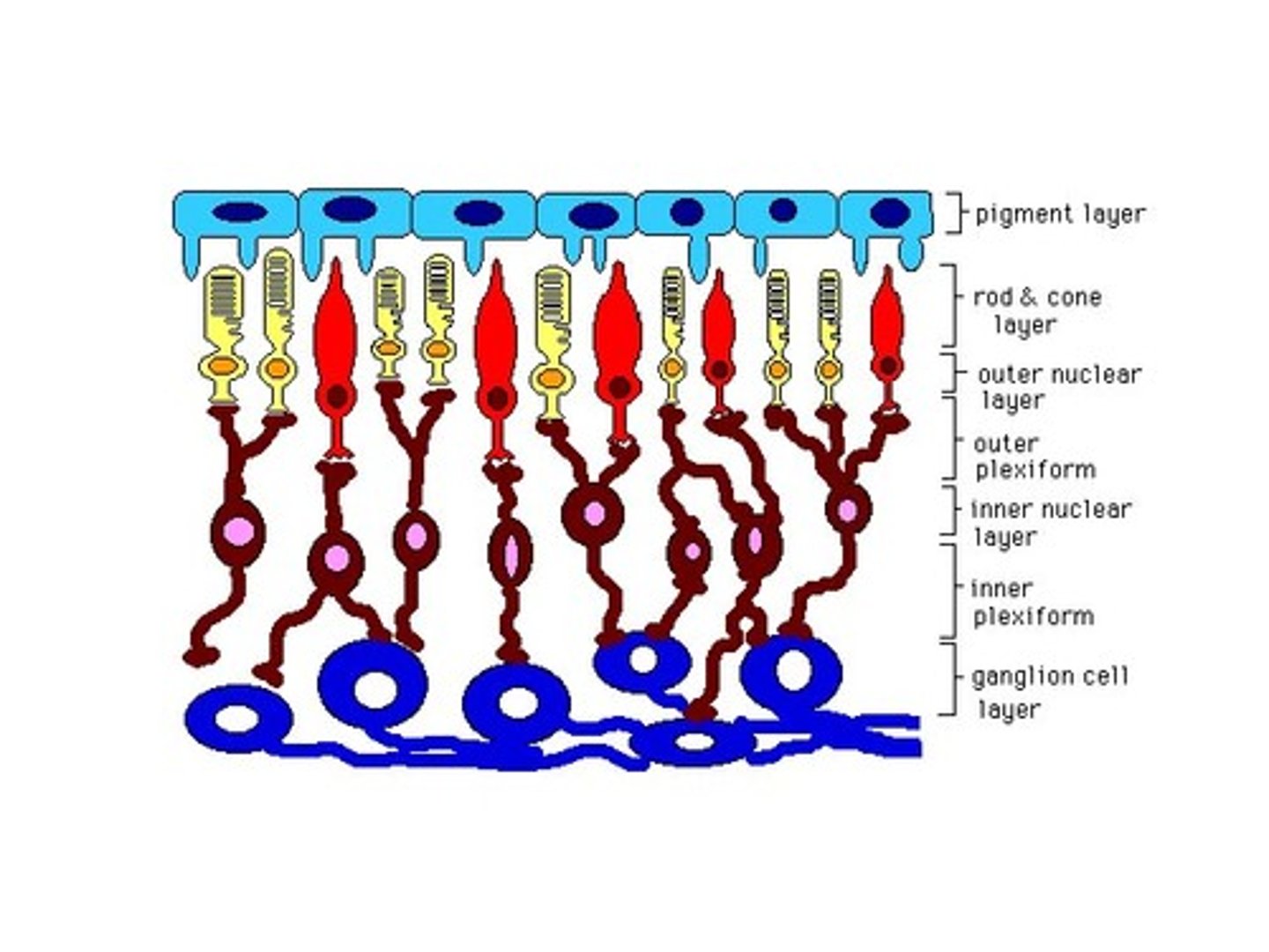 <p>Photoreceptor good for seeing motion and in low light</p>