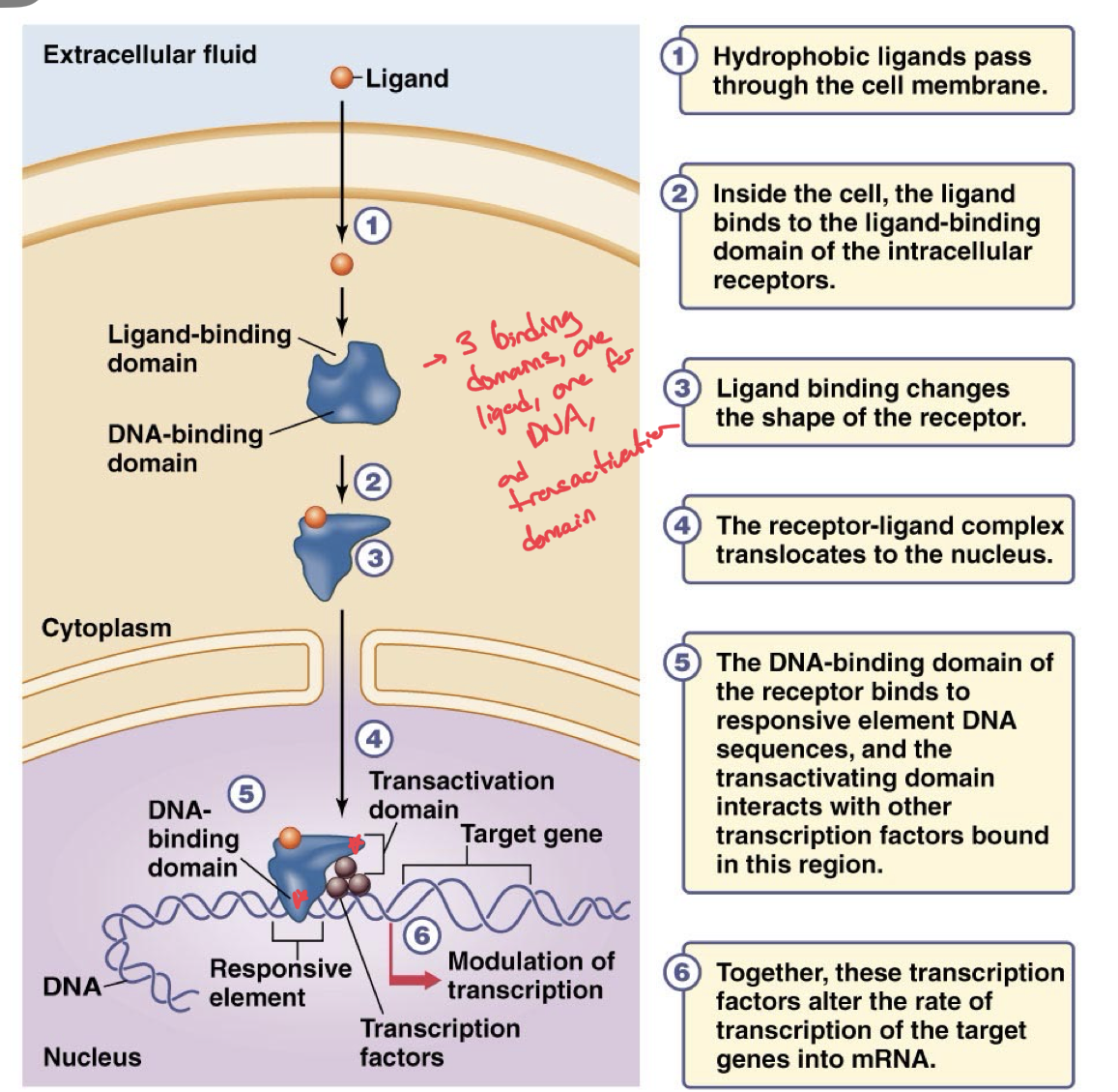 <p>Ligand Diffuses across the cell membrane</p><p>Binds to receptor in cytoplasm or nucleus. If in the cytoplasm, the binding causes the receptor to move into the nucleus.</p><p>This formed L-R complex binds to a DNA region known as the responsive element via the DNA-binding domain</p><p>Triggers the activation of different transcription factors which will regulate gene expression of a nearby gene. </p><p>Increases or decreases production of specific mRNA</p>