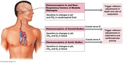 <p>changes in CO₂ concentration and pH of the blood</p>