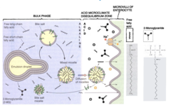 <p>1. emulsion, fat droplet, and micelle formation all occur during the bulk phase in an alkaline environment</p><p>2. Micelles diffuse into the acidic disequilibrium zone near the brush border of the enterocyte. </p><p>3. The micelles release their contents at the apical membrane of the enterocyte, where LCFAs are then transported into the cell.</p><p>4. once inside the cell, the LCFAs are resynthesized in the SER, then packaged into chylomicrons. </p><p>5. The chylomicrons are then taken up by the lacteals and travel through the lymph. </p><p>6. The chylomicrons are eventually dumped into circulation via the left thoracic duct</p>