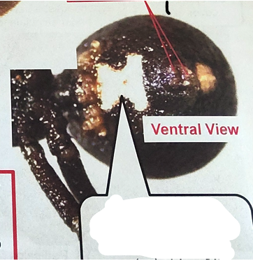 <p>what type of spider is this</p>