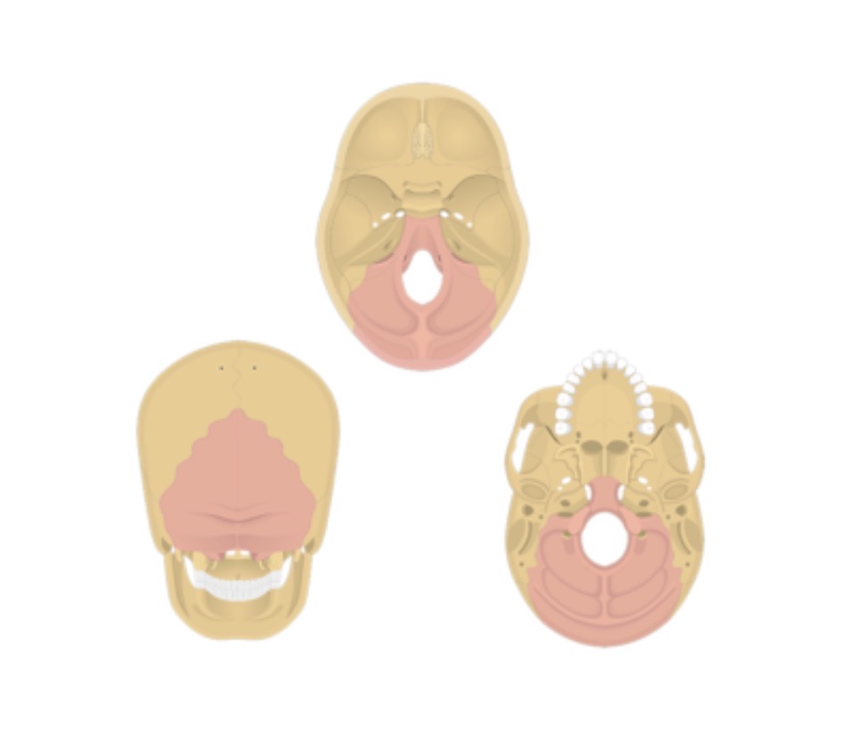 <p>Occipital bone</p>