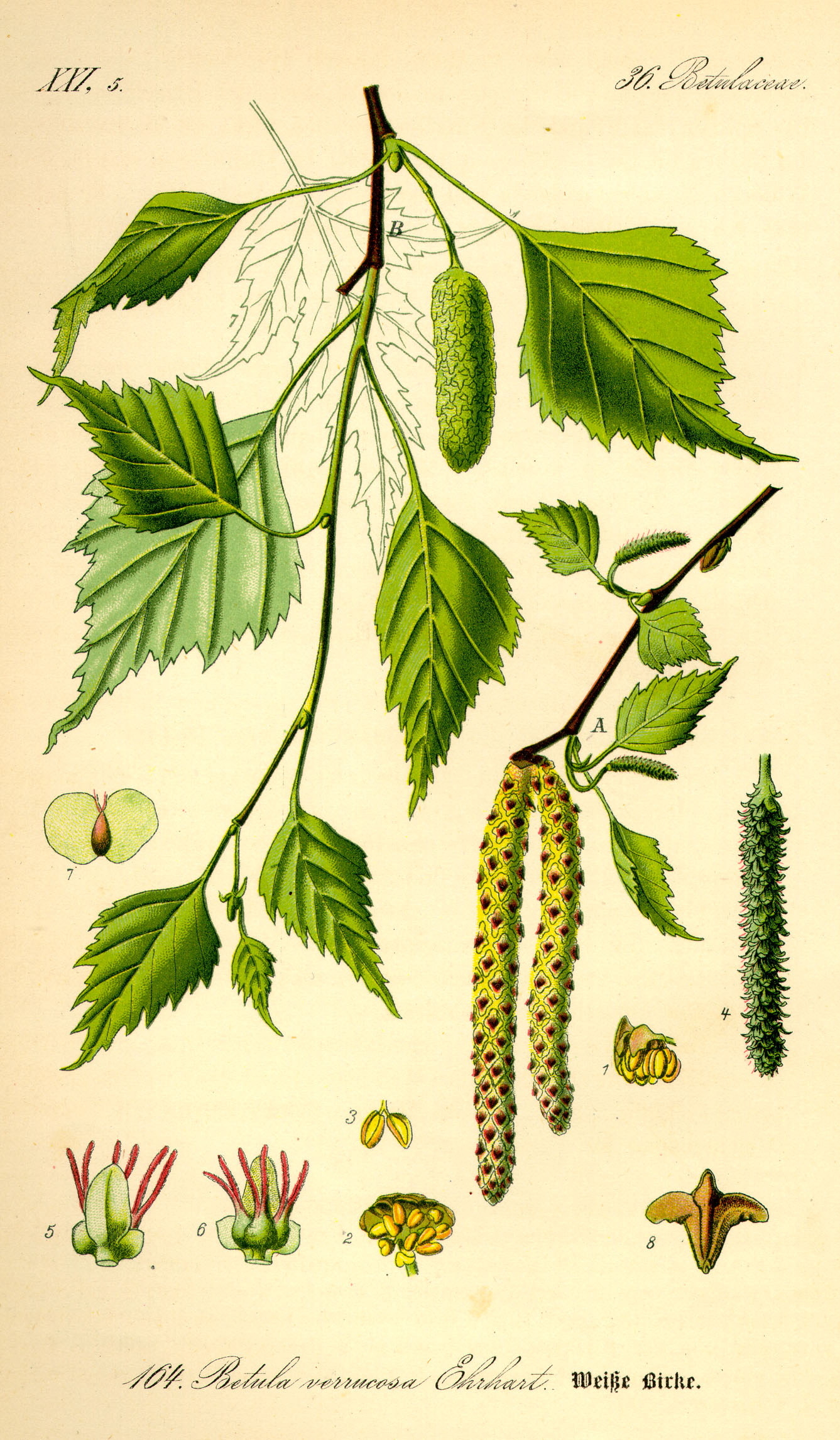 <p>bouleaux</p>