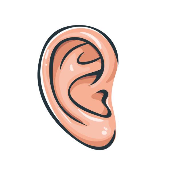 <p>ear</p>