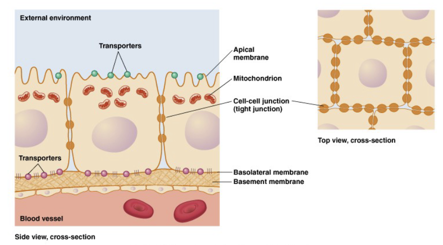<ul><li><p>different transporters/channels on luminal and basolateral surfaces</p><ul><li><p>ion channels, aquaporins, active (primary/secondary)</p></li></ul></li><li><p>tight junctions</p></li><li><p>have large numbers of mitochondria</p></li><li><p>diverse cell types</p></li></ul><p></p>