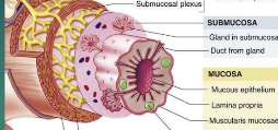 <p>Mucosa lamina propria</p>
