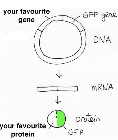<p>Method 2 : Fluorescent Fusion Proteins - making fusion proteins</p>