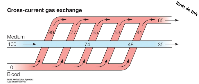 <p>medium splits into multiple vessels that cross the path of the medium</p>
