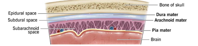 <p><span style="background-color: transparent;">Dura mater</span></p><ul><li><p><span style="background-color: transparent;">Intracranially adherent to the periosteum of the skull</span></p></li><li><p><span style="background-color: transparent;">Spinal- separated from the periosteum by the epidural space, which is filled with fat</span></p></li><li><p><span style="background-color: transparent;">This is a tough layer, composed mainly of dense connective tissue</span></p></li></ul><p><span style="background-color: transparent;">Arachnoid mater</span></p><ul><li><p><span style="background-color: transparent;">This is a fine layer, pressed up against the dura mater with fine, wispy filaments which extend to and blend with the pia mater</span></p></li></ul><p><span style="background-color: transparent;">Pia mater</span></p><ul><li><p><span style="background-color: transparent;">This is a thin layer, which is adherent to the underlying brain/spinal cord</span></p></li><li><p><span style="background-color: transparent;">It blends with the fibres of the arachnoid</span></p></li></ul><p></p>