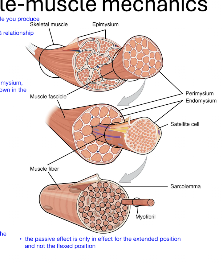 <p>Passive force comes from <strong>connective tissue and titin</strong>, which have elastic properties. They act somewhat like a <strong>spring</strong>: when the muscle is lengthened, they resist the stretch and produce passive force.</p><p>-> (epimysium, perimysium, endomysium — shown in the diagram)</p>