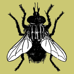 <p>fly</p>