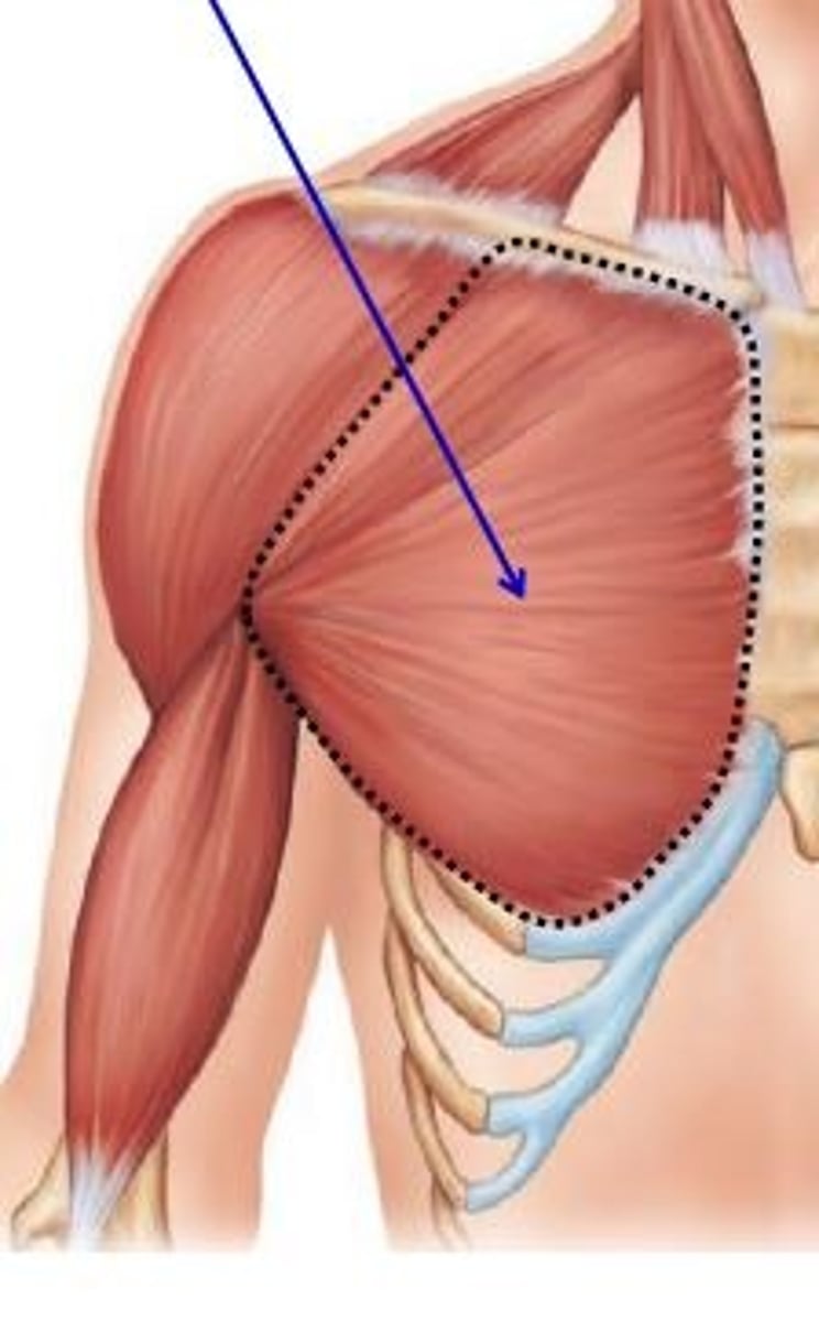 <p>adducts and flexes humerus</p>