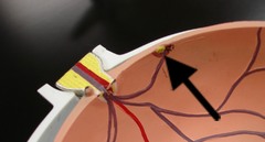 <p>site with high density of photoreceptors, contains, contains fovea centralis</p>
