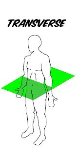<p>Het <strong>transversale </strong>vlak.</p>