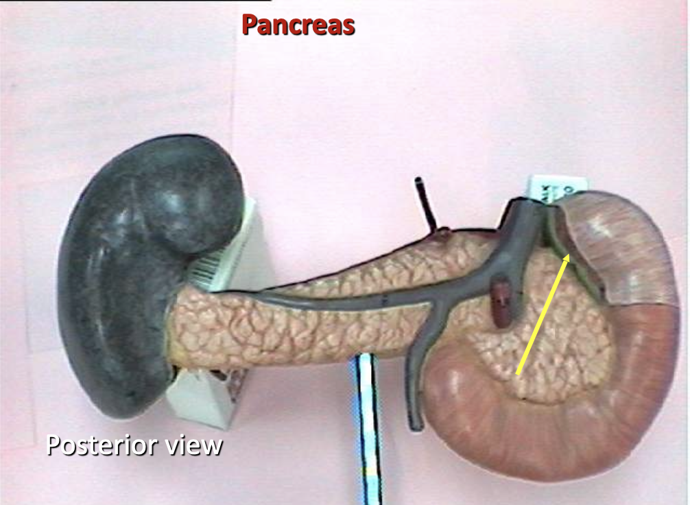 <p>Identify the organ.</p>