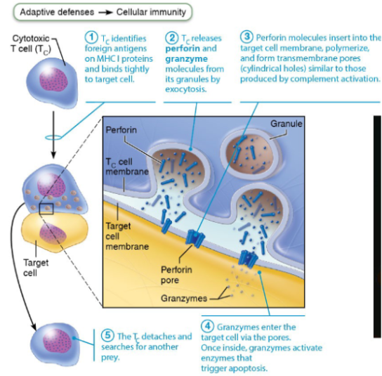 <ol><li><p><span style="background-color: transparent;">Cytotoxic T cell recognizes antigen on MHC I</span></p></li><li><p><span style="background-color: transparent;">Releases perforin</span></p></li><li><p><span style="background-color: transparent;">Perforin creates pores in target cell membrane</span></p></li><li><p><span style="background-color: transparent;">Granzymes enter the cell</span></p></li><li><p><span style="background-color: transparent;">Trigger apoptosis</span></p></li><li><p><span style="background-color: transparent;">T cell detaches and attacks another cell/</span></p></li></ol><p></p>