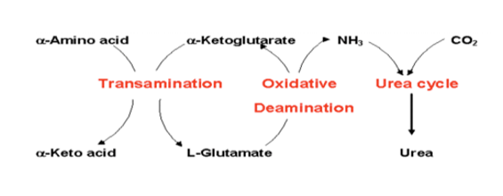 <p>removes ammonia to produce urea which uses glutamate dehydrogenase </p>