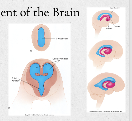 <ul><li><p>the central cavity of the embryonic neural tube</p><ul><li><p>these later form the choroid process to crease CSF</p></li><li><p>this cavity expands to form the ventricles, eventually lining them with chorid plexi to produce CSF</p></li></ul></li></ul><p></p>
