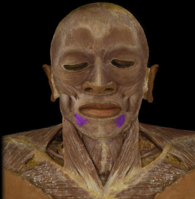 <p>muscle responsible for lowering the corners of the mouth, contributing to facial expressions.</p>