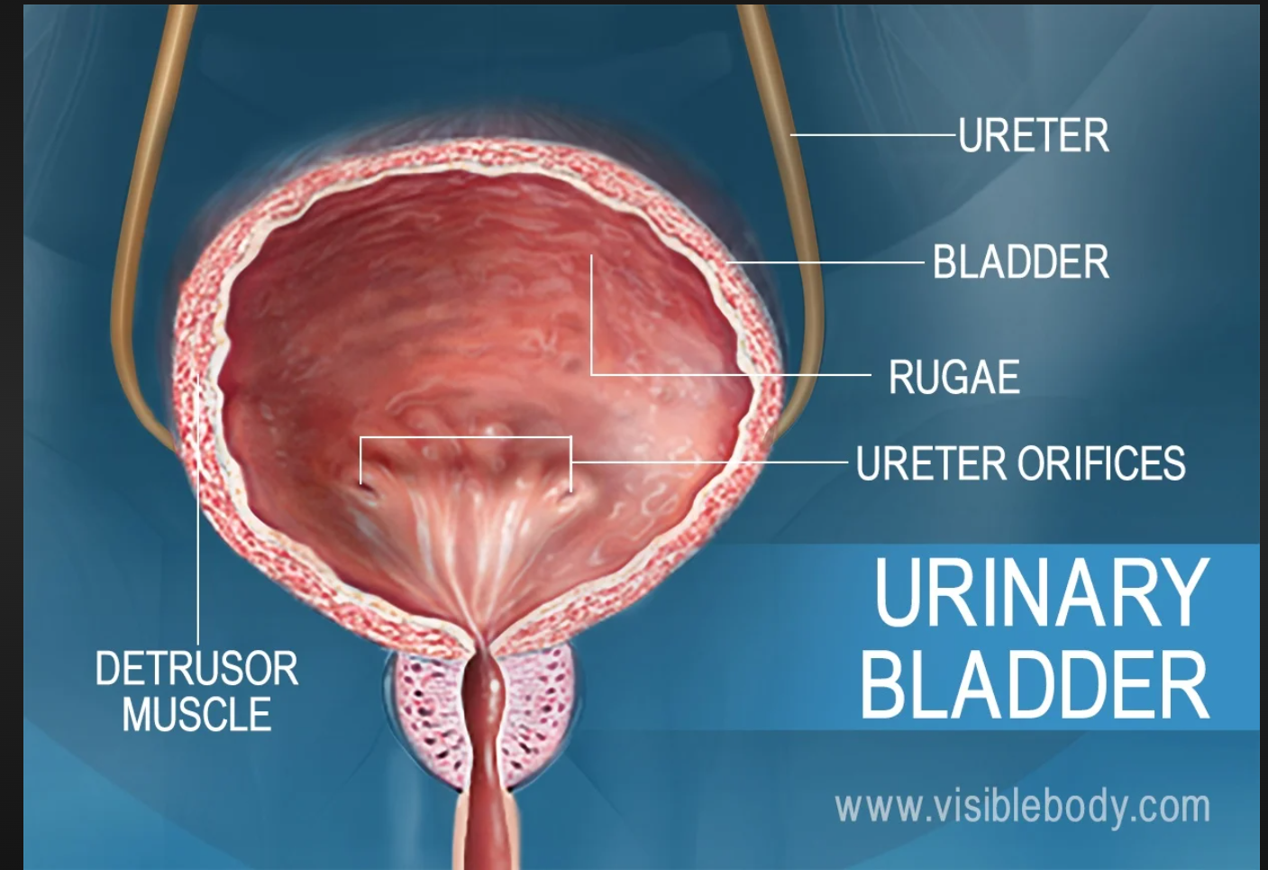 <p>detrusor muscle</p>