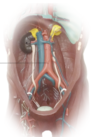 <p><span>Name the structure</span></p>