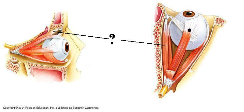 <p>Identify the indicated structure</p>