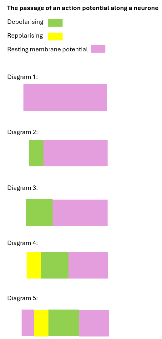<p>Stage/ diagram 1:</p><ul><li><p>At resting potential, the axon membrane is polarised.</p></li><li><p>High concentration of sodium ions on outside.</p></li><li><p>High concentration of potassium ions on inside.</p></li><li><p>But, more positive on outside than inside overall.</p></li></ul><p></p><p>Stage/ diagram 2:</p><ul><li><p>A stimulus causes sudden influx of sodium ions.</p></li><li><p>Charge on axon membrane reverses.</p></li><li><p>Membrane depolarises, leading to an action potential.</p></li></ul><p></p><p>Stage/ diagram 3:</p><ul><li><p>Voltage-gated sodium ion channels are now triggered to open a little further along the axon.</p></li><li><p>Sodium ions enter and depolarisation occurs here.</p></li><li><p>Behind this, the voltage-gated sodium ions channels close and the potassium one open- potassium ions leave the axon.</p></li></ul><p></p><p>Stage/ diagram 4:</p><ul><li><p>The outward movement of potassium ions causes the initial region to repolarise.</p></li><li><p>The next region has become depolarised and this action potential is propagated (get passed along) in the same way further along the neurone.</p></li></ul><p></p><p>Stage/ diagram 5:</p><ul><li><p>Repolarisation means the neurone returns to its resting potential, ready for a new stimulus.</p></li></ul><p></p>