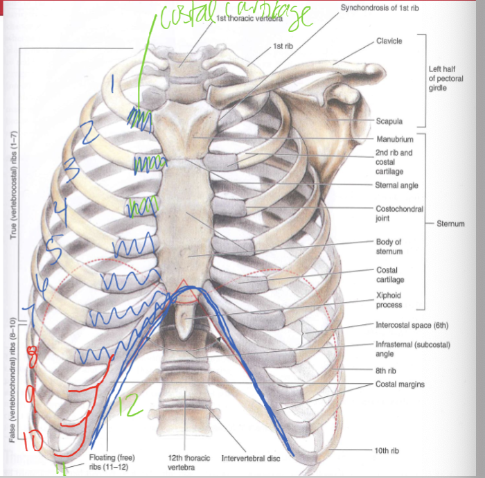 <p><span><strong>12 thoracic vertebrae</strong></span></p><p><span><br>• <strong>Sternum</strong></span></p><ul><li><p><span>ManubriumBody<br>• Xiphoid process<br>• Jugular notch<br>• Sternal angle</span></p></li></ul><p></p>