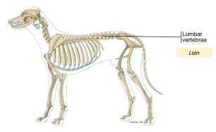 <p>C. Loin</p>