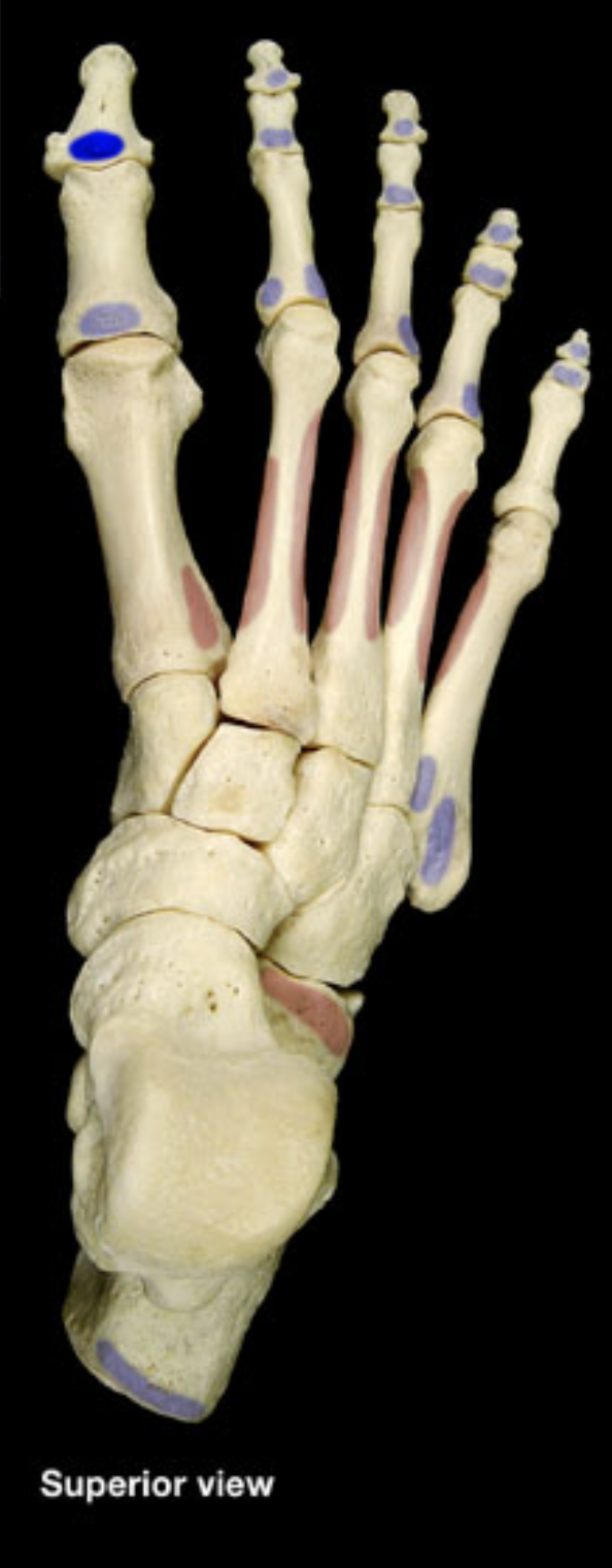 <p>distal phalanx of 1st digit</p>