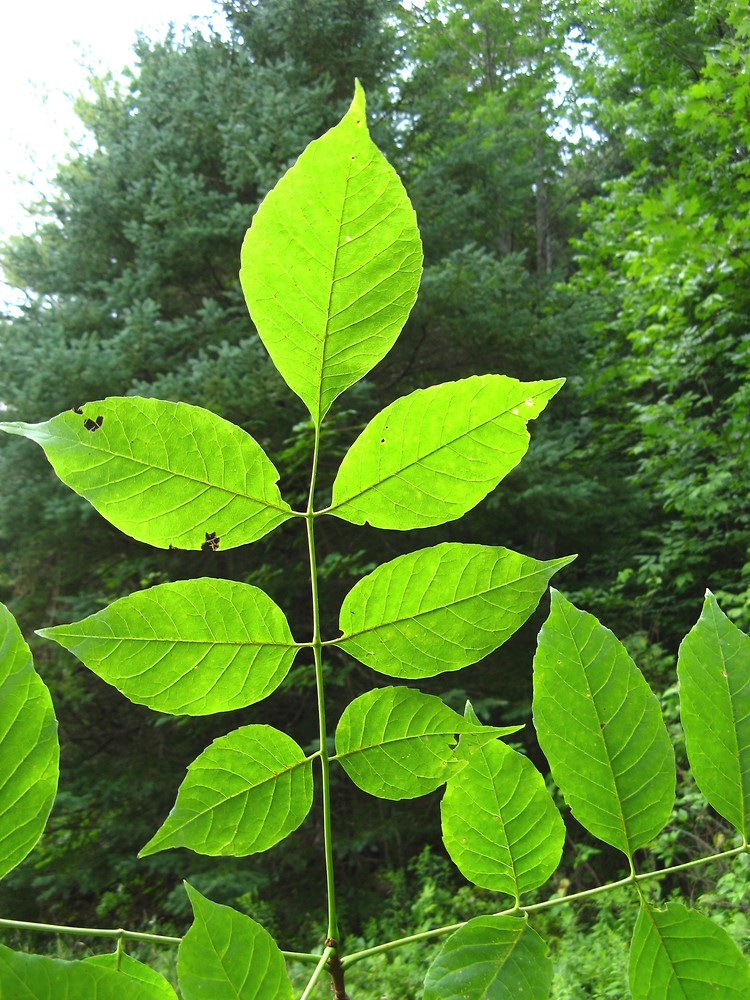 <p>White ash</p>