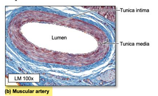 <p>less elastic than elastic arteries, more smooth muscle in the tunica media</p>