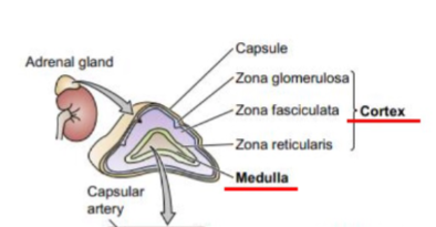 <p>steroids secreted by adrenal glands in cortex </p>