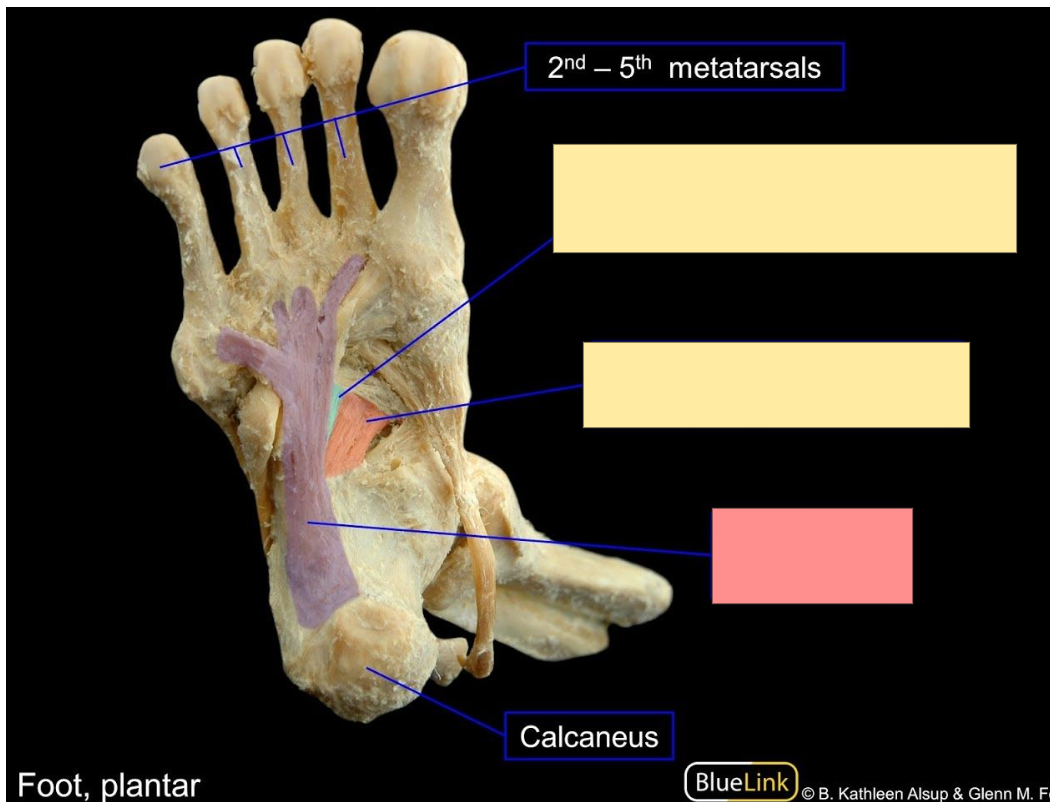 <p>Identify the structure </p>