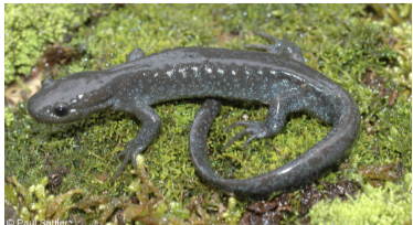 <p>Jefferson’s salamander</p><p>brownish gray with light flecking</p><p>really long toes?!</p><p>broad headed with long tail</p>