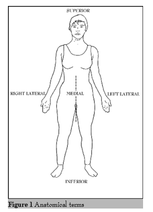 <p>inferior</p>