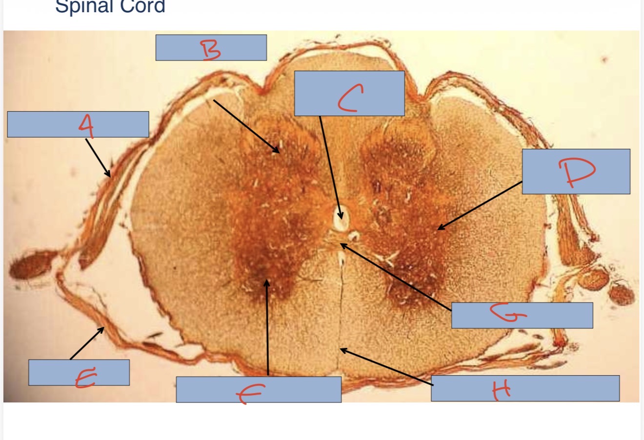 <p>What is E?</p>