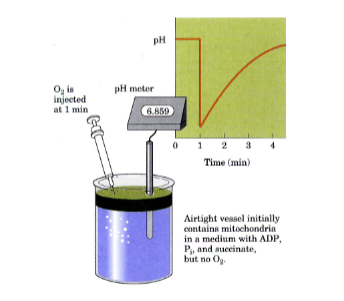 <p>Put a bunch of mito, succinate, ATP and ADP in beaker. pH is constant. Add in O2, there’s a sudden drop in pH (pumping of H+), and then gradual rise in pH (H+ being consumed by ATP synthase)</p><p></p>