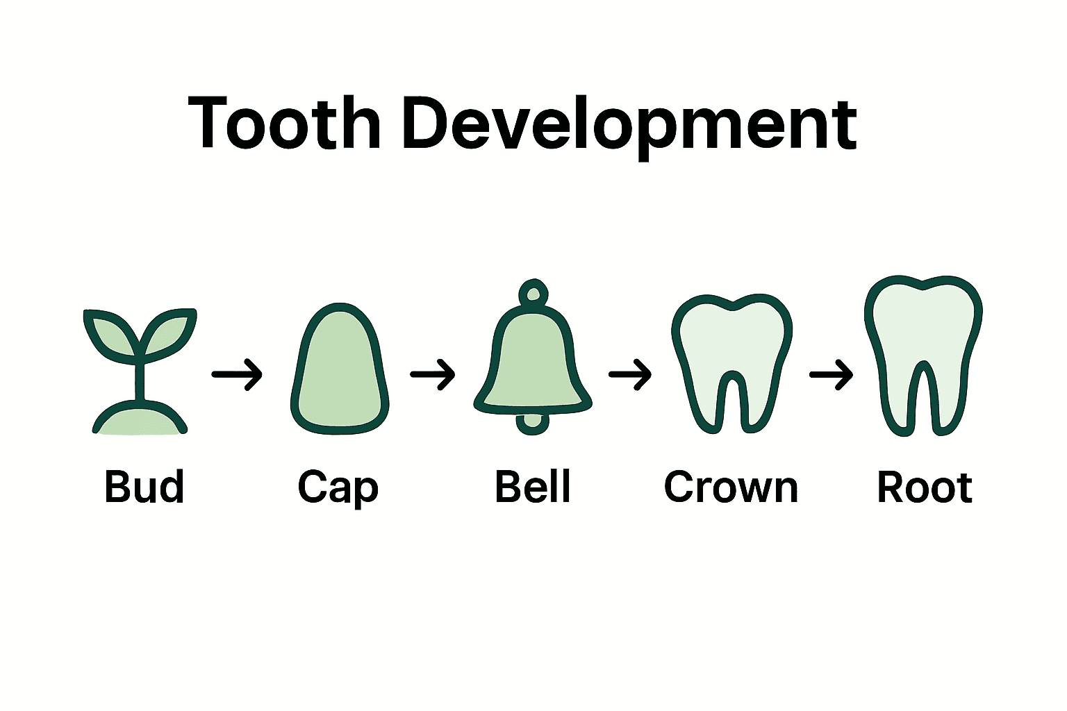 <p>Root development</p>